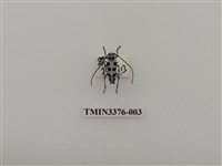 藏品(黑紋蒼藍天牛)的圖片